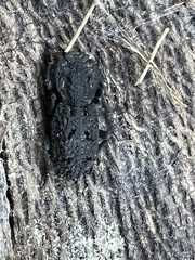 Phloeodes diabolicus