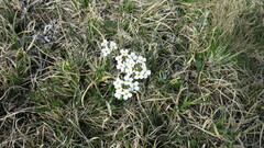 Noccaea cochleariformis