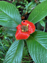 Palicourea tomentosa