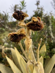 Espeletia