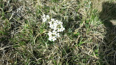 Noccaea cochleariformis