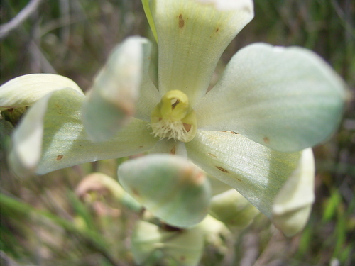 Image of Thelymitra epipactoides by (c) Rosalie Lawrence, some rights reserved (CC BY)