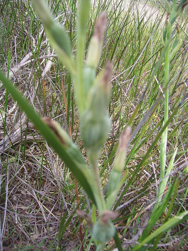 Image of Thelymitra epipactoides by (c) Rosalie Lawrence, some rights reserved (CC BY)