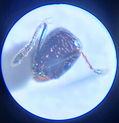 Chelaner antarcticus