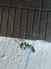 Chelaner antarcticus