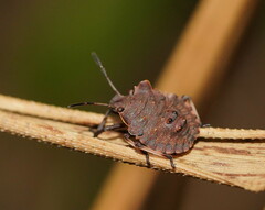 Tinganina dimorpha