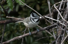 Baeolophus wollweberi