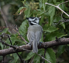 Baeolophus wollweberi