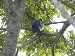 Patagioenas leucocephala