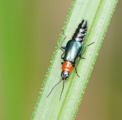 Carphurus cyanopterus