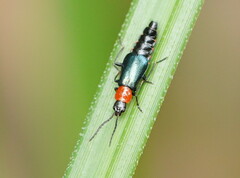 Carphurus cyanopterus