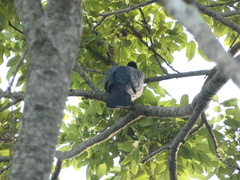 Patagioenas leucocephala