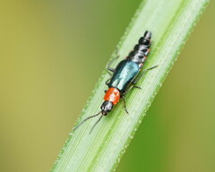 Carphurus cyanopterus