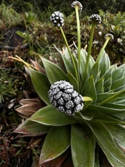 Paepalanthus