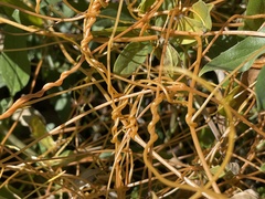 Cuscuta subinclusa