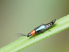 Carphurus cyanopterus