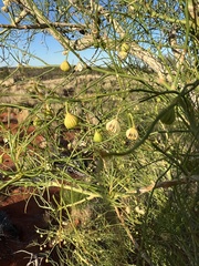 Gyrostemon ramulosus