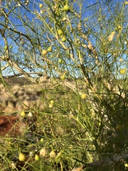 Gyrostemon ramulosus