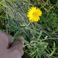 Heterotheca camporum camporum