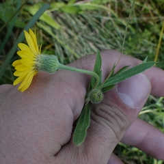 Heterotheca camporum camporum