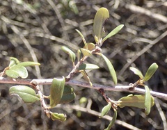 Ceanothus megacarpus