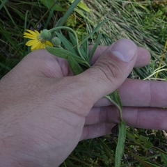 Heterotheca camporum camporum