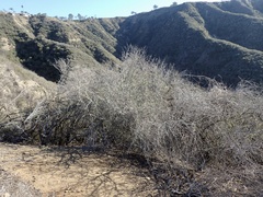 Ceanothus megacarpus