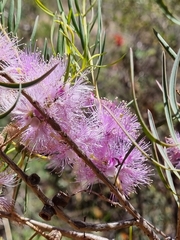 Melaleuca radula