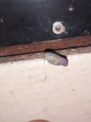 Flatidae