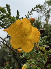 Hypericum goyanesii