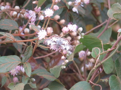Cyrtocymura scorpioides