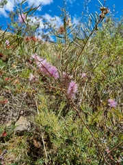 Melaleuca radula