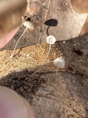 Mycena tenerrima