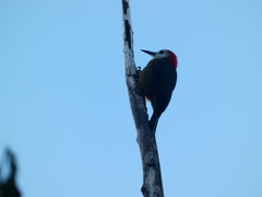 Melanerpes radiolatus