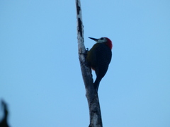 Melanerpes radiolatus