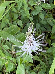 Orthosiphon aristatus