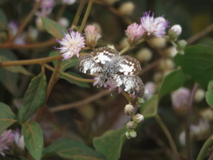 Chiomara asychis
