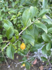 Forestiera pubescens