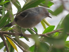 Serpophaga nigricans