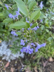 Forestiera pubescens