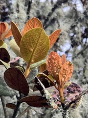 Persea ferruginea