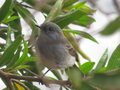 Serpophaga nigricans