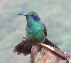 Colibri cyanotus