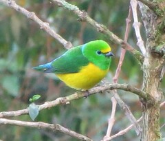 Chlorophonia cyanea
