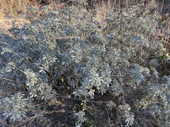 Lupinus albifrons