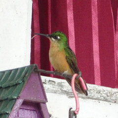 Heliodoxa rubricauda