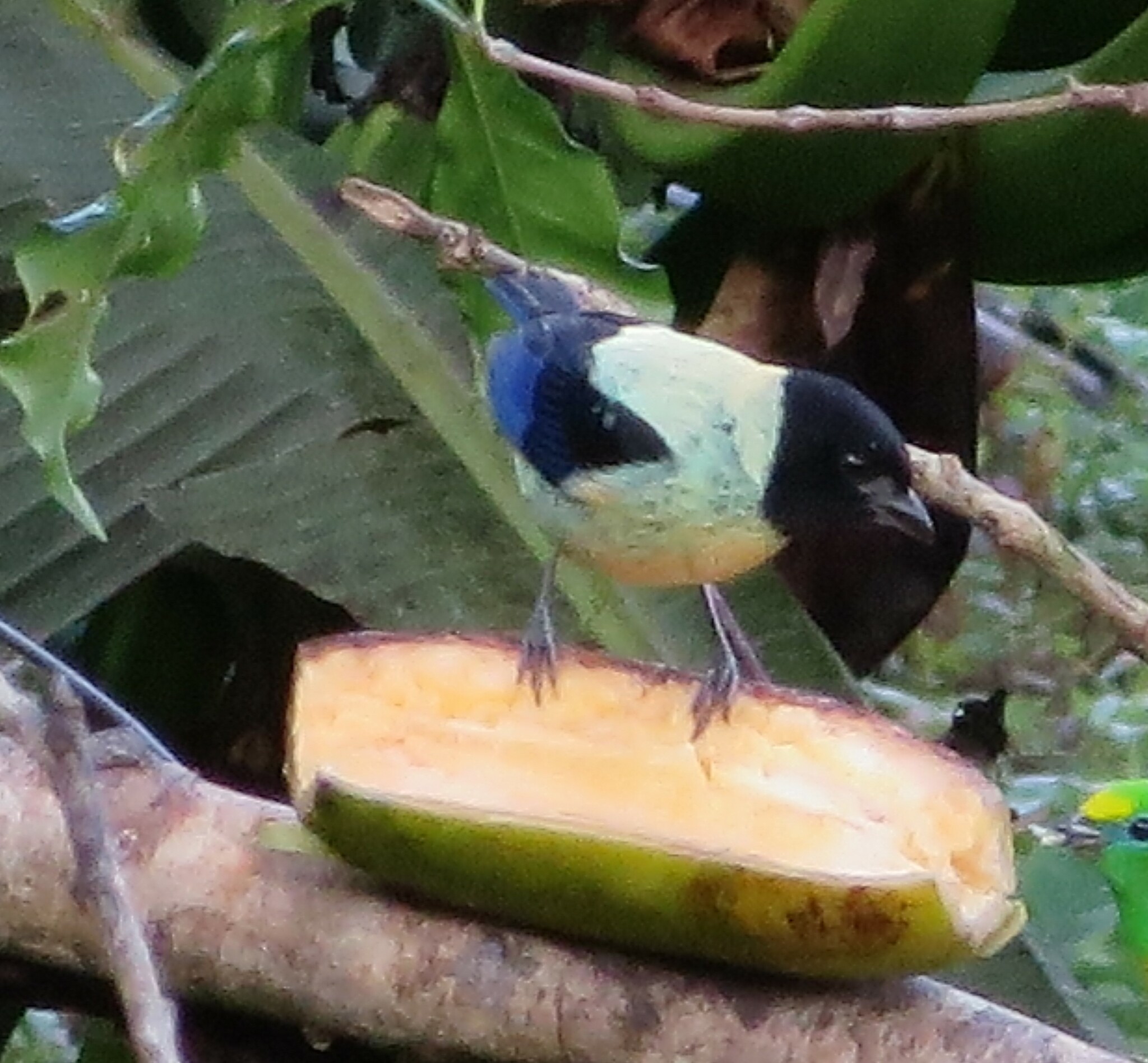 Black-headed Tanager illustration