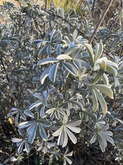 Lupinus albifrons