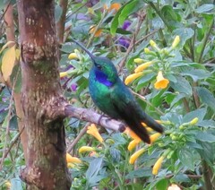 Colibri cyanotus