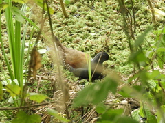 Porphyriops melanops